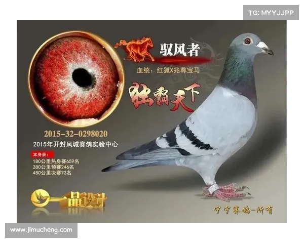 中国鸽子最大赛事排名 中国鸽子最大赛事排名