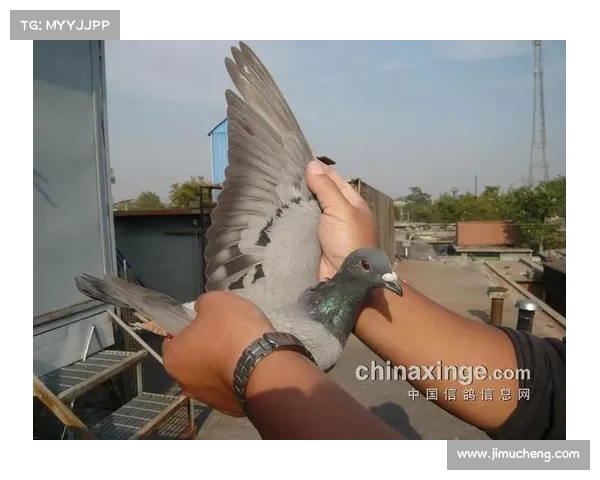 秦皇岛金友俱乐部赛事,2020秦皇岛金友俱乐部参赛费